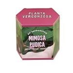 Análisis de la Mimosa Pudica como droga en la parafarmacia: ¿Qué la hace tan especial?