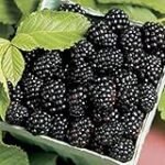 Los beneficios de la frambuesa negra en los mejores productos de parafarmacia: Análisis y comparativa