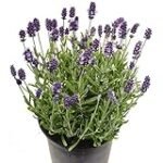 Los beneficios del árbol de lavanda en los productos de parafarmacia: análisis y comparativa de las mejores opciones