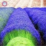Análisis de los mejores productos de parafarmacia con lavanda francesa: descubre sus beneficios y propiedades
