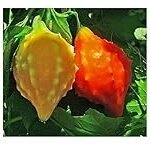 Balsamina: Análisis y comparativa de los mejores productos de parafarmacia disponibles