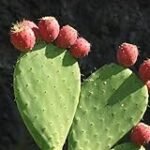 Chumbera: guía de compra de los mejores productos en parafarmacia Chumbera: guía de compra de los mejores productos en parafarmacia