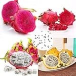 Análisis y comparativa de los mejores productos para el cuidado de la pitahaya en parafarmacia: ¡Potencia tu rutina de belleza con estos productos exóticos!