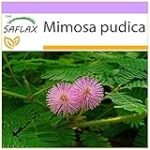 Análisis de la planta pudica: descubre los mejores productos de parafarmacia para cuidar tu piel